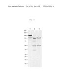 NEUROTOXINS EXHIBITING SHORTENED BIOLOGICAL ACTIVITY diagram and image