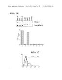 ANTIBODY SELECTIVE FOR A TUMOR NECROSIS FACTOR-RELATED APOPTOSIS-INDUCING     LIGAND RECEPTOR AND USES THEREOF diagram and image