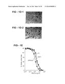 ANTIBODY SELECTIVE FOR A TUMOR NECROSIS FACTOR-RELATED APOPTOSIS-INDUCING     LIGAND RECEPTOR AND USES THEREOF diagram and image