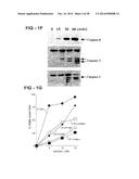 ANTIBODY SELECTIVE FOR A TUMOR NECROSIS FACTOR-RELATED APOPTOSIS-INDUCING     LIGAND RECEPTOR AND USES THEREOF diagram and image