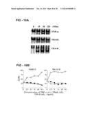 ANTIBODY SELECTIVE FOR A TUMOR NECROSIS FACTOR-RELATED APOPTOSIS-INDUCING     LIGAND RECEPTOR AND USES THEREOF diagram and image