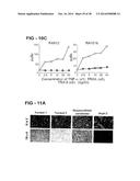 ANTIBODY SELECTIVE FOR A TUMOR NECROSIS FACTOR-RELATED APOPTOSIS-INDUCING     LIGAND RECEPTOR AND USES THEREOF diagram and image