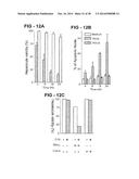 ANTIBODY SELECTIVE FOR A TUMOR NECROSIS FACTOR-RELATED APOPTOSIS-INDUCING     LIGAND RECEPTOR AND USES THEREOF diagram and image