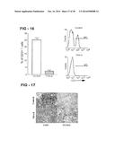 ANTIBODY SELECTIVE FOR A TUMOR NECROSIS FACTOR-RELATED APOPTOSIS-INDUCING     LIGAND RECEPTOR AND USES THEREOF diagram and image