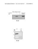 EXTRACELLULAR HISTONES AS BIOMARKERS FOR PROGNOSIS AND MOLECULAR TARGETS     FOR THERAPY diagram and image