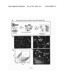 Stem Cell Fusion Model of Carcinogenesis diagram and image