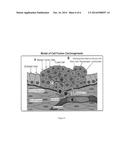 Stem Cell Fusion Model of Carcinogenesis diagram and image