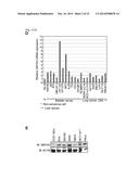 SMYD2 AS A TARGET GENE FOR CANCER THERAPY AND DIAGNOSIS diagram and image