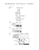 SMYD2 AS A TARGET GENE FOR CANCER THERAPY AND DIAGNOSIS diagram and image