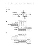 SMYD2 AS A TARGET GENE FOR CANCER THERAPY AND DIAGNOSIS diagram and image