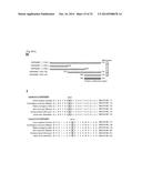 SMYD2 AS A TARGET GENE FOR CANCER THERAPY AND DIAGNOSIS diagram and image