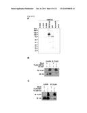 SMYD2 AS A TARGET GENE FOR CANCER THERAPY AND DIAGNOSIS diagram and image