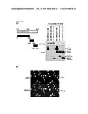 SMYD2 AS A TARGET GENE FOR CANCER THERAPY AND DIAGNOSIS diagram and image