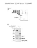 SMYD2 AS A TARGET GENE FOR CANCER THERAPY AND DIAGNOSIS diagram and image