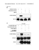 SMYD2 AS A TARGET GENE FOR CANCER THERAPY AND DIAGNOSIS diagram and image