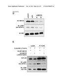 SMYD2 AS A TARGET GENE FOR CANCER THERAPY AND DIAGNOSIS diagram and image