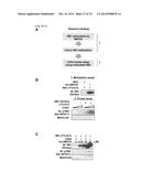 SMYD2 AS A TARGET GENE FOR CANCER THERAPY AND DIAGNOSIS diagram and image