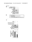 SMYD2 AS A TARGET GENE FOR CANCER THERAPY AND DIAGNOSIS diagram and image