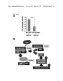 SMYD2 AS A TARGET GENE FOR CANCER THERAPY AND DIAGNOSIS diagram and image