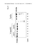 METHOD FOR THE DETERMINATION OF THE CONCENTRATION OF VITAMIN B6 IN A     SAMPLE diagram and image