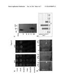 YEAST ARTIFICIAL CHROMOSOME CARRYING THE MAMMALIAN GLYCOSYLATION PATHWAY diagram and image