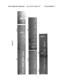 YEAST ARTIFICIAL CHROMOSOME CARRYING THE MAMMALIAN GLYCOSYLATION PATHWAY diagram and image