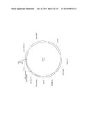 Yeast Expressing Saccharolytic Enzymes for Consolidated Bioprocessing     Using Starch and Cellulose diagram and image