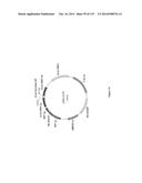 Yeast Expressing Saccharolytic Enzymes for Consolidated Bioprocessing     Using Starch and Cellulose diagram and image