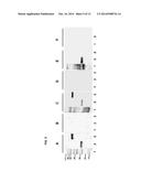 PROTEINS WITH REPETITIVE BACTERIAL-IG-LIKE (BIG) DOMAINS PRESENT IN     LEPTOSPIRA SPECIES diagram and image