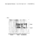 PROTEINS WITH REPETITIVE BACTERIAL-IG-LIKE (BIG) DOMAINS PRESENT IN     LEPTOSPIRA SPECIES diagram and image