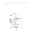 MARKERS RELATED TO AGE-RELATED MACULAR DEGENERATION AND USES THEREFOR diagram and image