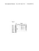 COMPOSITIONS AND METHODS FOR TARGETING NUCLEAR IMPORT SHUTTLES AND     TREATING INFLAMMATORY DISORDERS diagram and image