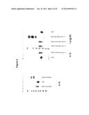 Derivatisation of Erythropoietin (EPO) diagram and image