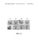 METHOD OF INHIBITING HAMARTOMA TUMOR CELLS diagram and image