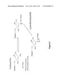 Derivatisation of Erythropoietin (EPO) diagram and image