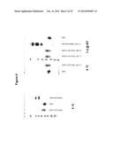 Derivatisation of Erythropoietin (EPO) diagram and image