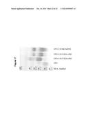 Derivatisation of Erythropoietin (EPO) diagram and image