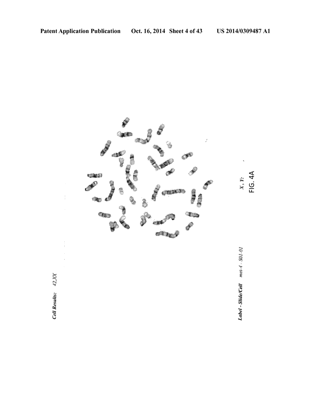 TARGETED MODIFICATION OF RAT GENOME - diagram, schematic, and image 05