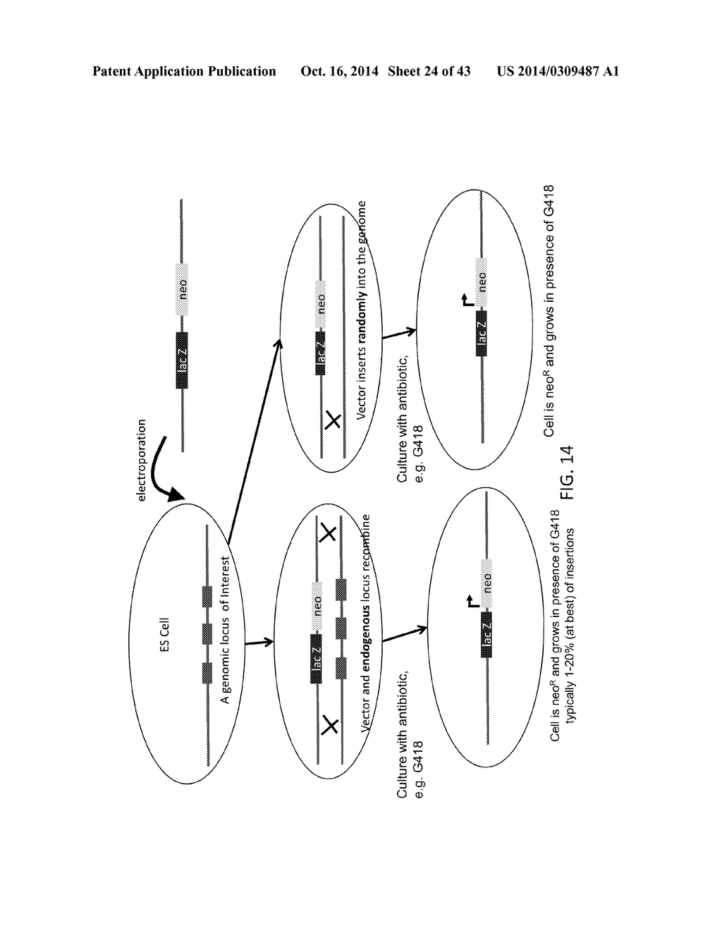 TARGETED MODIFICATION OF RAT GENOME - diagram, schematic, and image 25