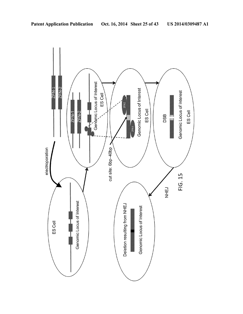 TARGETED MODIFICATION OF RAT GENOME - diagram, schematic, and image 26