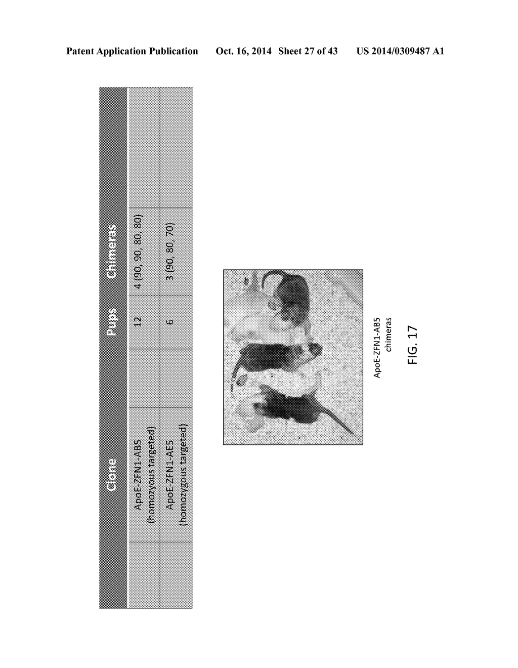 TARGETED MODIFICATION OF RAT GENOME - diagram, schematic, and image 28