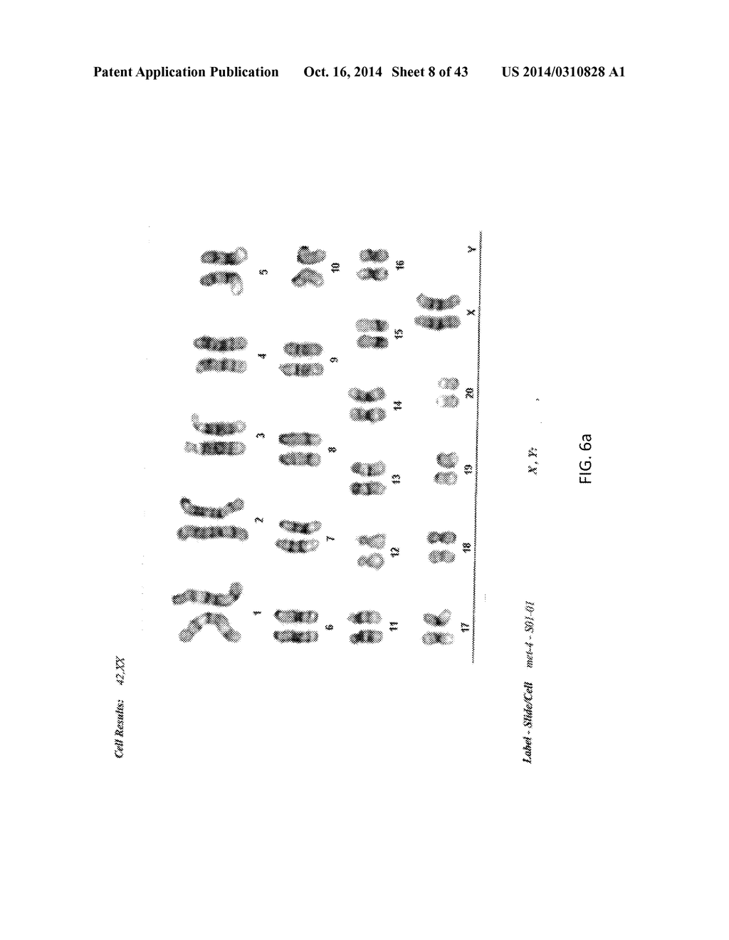 TARGETED MODIFICATION OF RAT GENOME - diagram, schematic, and image 09