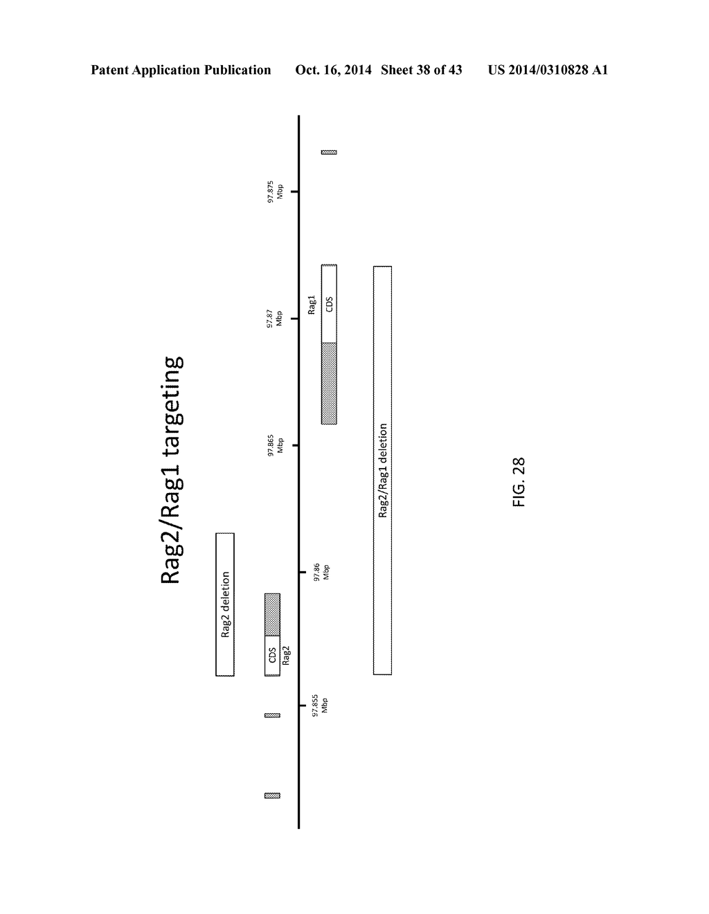 TARGETED MODIFICATION OF RAT GENOME - diagram, schematic, and image 39