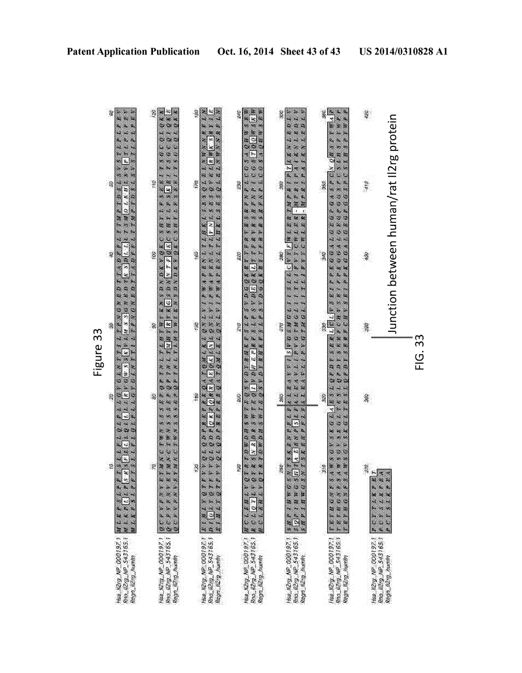 TARGETED MODIFICATION OF RAT GENOME - diagram, schematic, and image 44