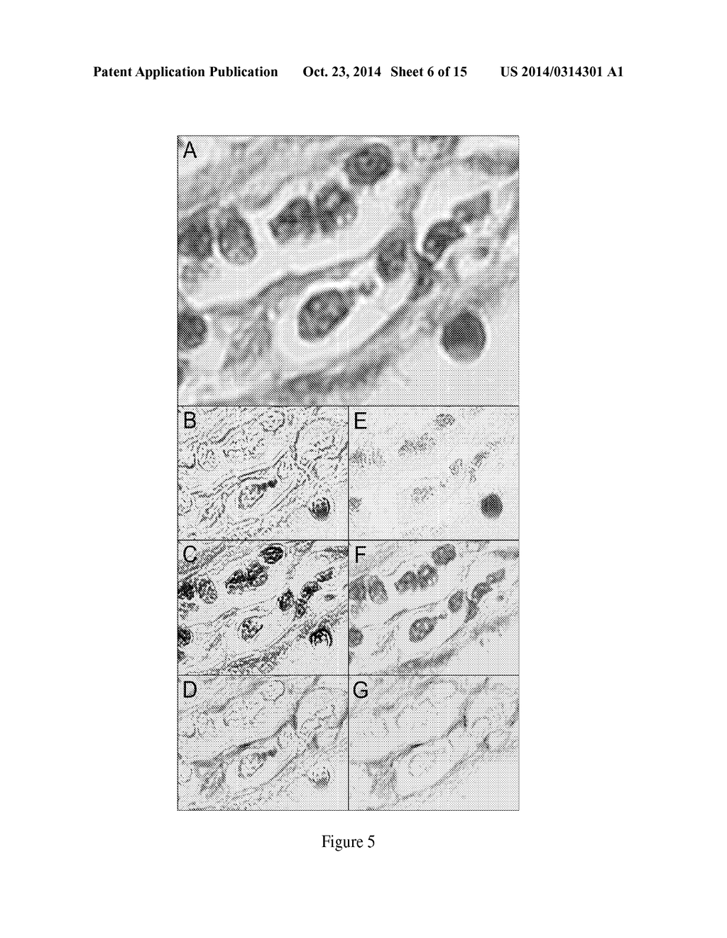 Color Decomposition in Histology - diagram, schematic, and image 07