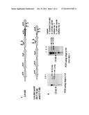 DUAL DELIVERY SYSTEM FOR HETEROLOGOUS ANTIGENS diagram and image