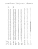 COMPOSITIONS AND METHODS FOR THE PREVENTION OR TREATMENT OF DIABETIC     COMPLICATIONS diagram and image