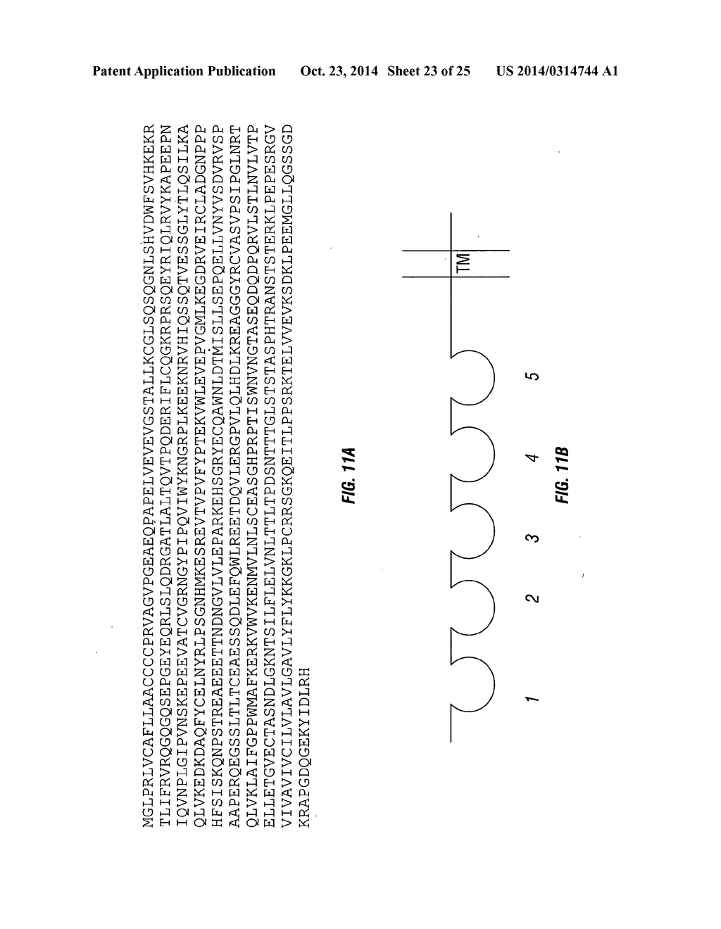 MCAM ANTAGONISTS AND METHODS OF TREATMENT - diagram, schematic, and image 24