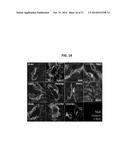 IMMUNOGENIC TUMOR ASSOCIATED STROMAL CELL ANTIGEN PEPTIDES AND METHODS OF     THEIR USE diagram and image