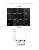 IMMUNOGENIC TUMOR ASSOCIATED STROMAL CELL ANTIGEN PEPTIDES AND METHODS OF     THEIR USE diagram and image